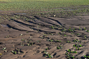 Soil erosion agriculture damage on field plants - 402738177