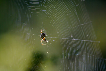 European garden spider, Araneus diadematus on spider net.