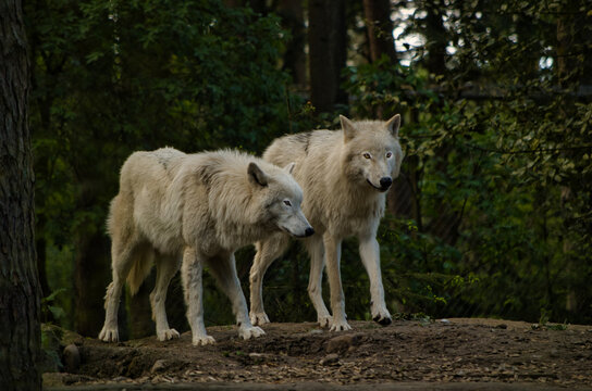 Wölfe auf Wanderschaft