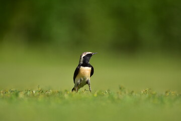 Pied Wheatear at grasses