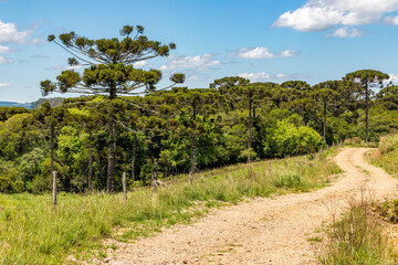 Fototapeta na wymiar Farm road with Araucaria forest