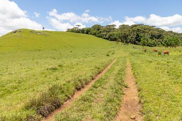 Fototapeta premium Farm road with Araucaria forest