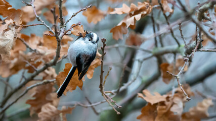 long-tailed tit bird on a branch (garden birds)
