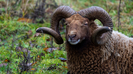 close up of a sheep ram