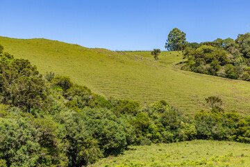 Fototapeta na wymiar Farm field with Araucaria forest