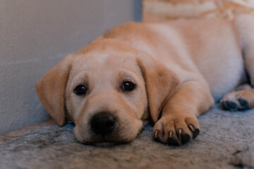 golden retriever puppy