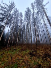 Obraz premium Bäume