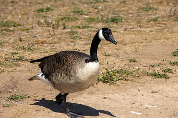 Close up photo of a duck with a green head and yellow beakClose up photo of a duck with a green head and yellow beak