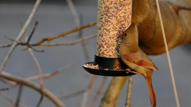 Female Northern Cardinal (Cardinalis Cardinalis) on bird feeder