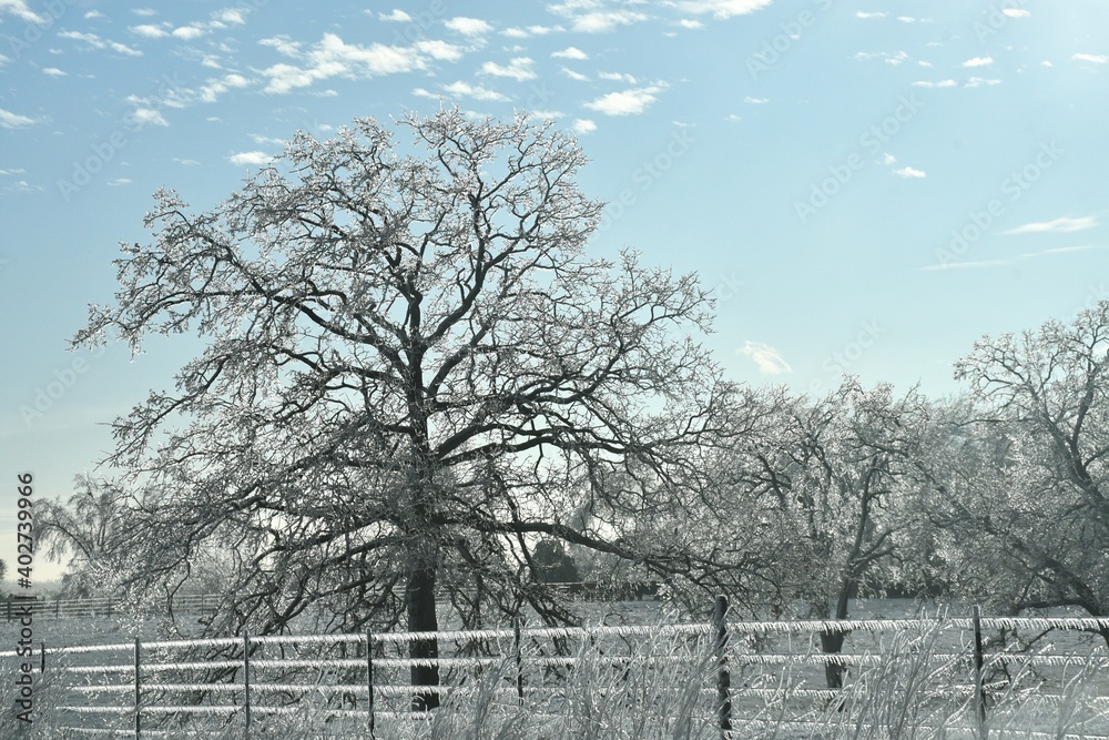 Wall mural winter scene