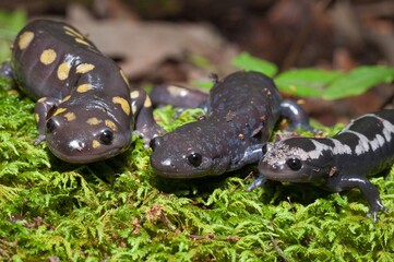 Spotted, Jefferson, and Marbled salamanders posing all together on moss. Ambystoma trio portrait. 