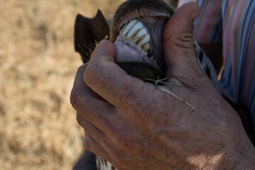 Closeup of the teeth of a goat.  