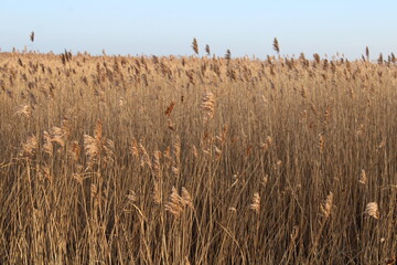 Baltic Sea (Ostsee) in early spring, reed