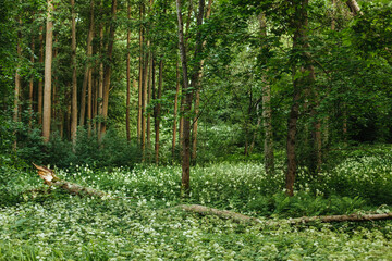 Green mysterious forest, background on a summer sunny day