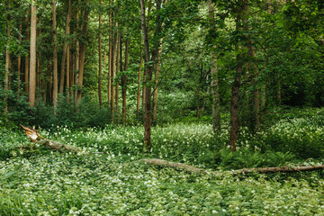 Green mysterious forest, background on a summer sunny day