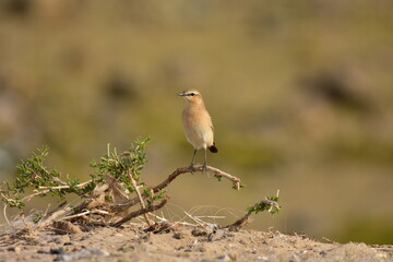 Desert wheatear