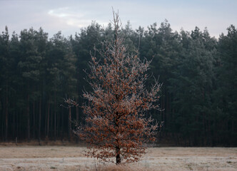 Samotne drzewko na polanie o rudym zabarwieniu