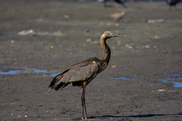 Grey Heron 