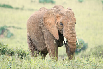 Fototapeta na wymiar An elephant in uganda 