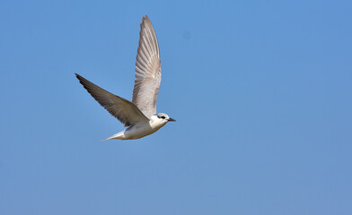 Tern, sea Gull at flight
