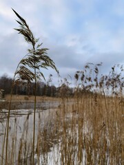 reeds in the water