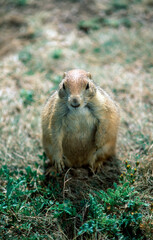 Prairie dogs on the prairie of South Dakota, USA