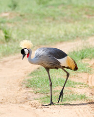 A grey crowned crane strolling across the Savanah