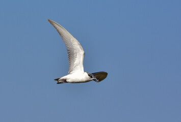 Tern, sea Gull at flight