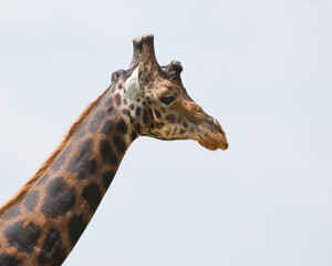 An old giraffe stood staring into the distance