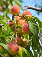 On the tree branch ripe peach fruits
