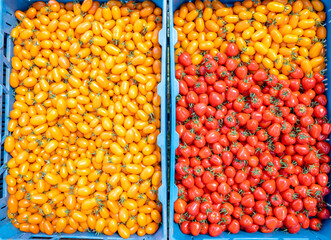 freshly picked yellow and red tomatoes in a crate