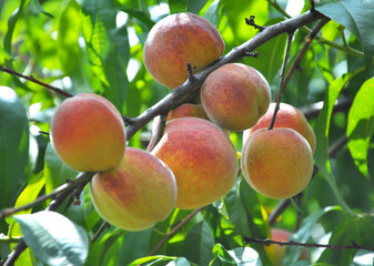 On the tree branch ripe peach fruits