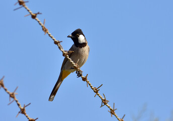 White-eared bulbul