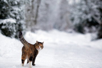 Domestic cat walking outside in snowy winter day. Cat is looking in the camera. Copy space