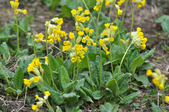 In Spring, Primrose (Primula Veris) Blooms In Nature