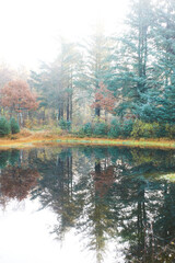 Peaceful morning in the forest with mist between trees and reflections in the calm water . Sun shining through the mist over the trees