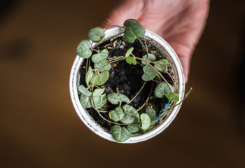ceropegia woodii plant close up