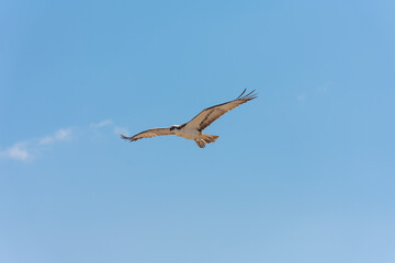 western osprey (Pandion haliaetus)