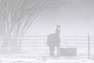 Rural and seasonal New England farm scene. Lone horse enveloped in thick, gray winter fog with dusting of snow on ground.
