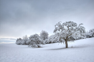 A true paradise, the small, snow-covered meadow valley with its fruit trees.