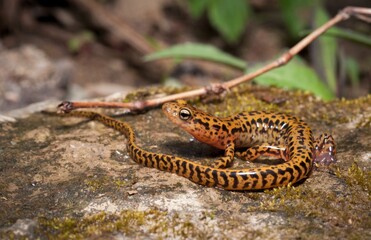 Long-tailed salamander macro portrait on rock