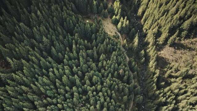 Aerial green mountain top down. Nobody nature landscape at autumn sun day. Mount ridges with pine trees forest. Cinematic Carpathians, Ukraine, Europe. Travel and tourism concept. Drone shot