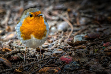 A robin songbird looking for food in winter.