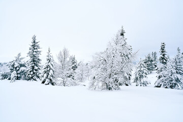 Cross country skiing in the mountains.  Family activity.