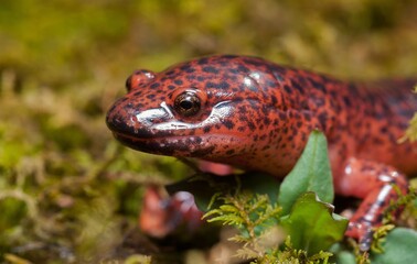 Adult Northern Red salamander macro head portrait