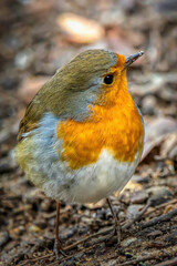 A robin songbird looking for food in winter.