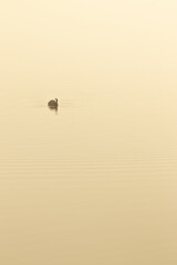 bird on the lake