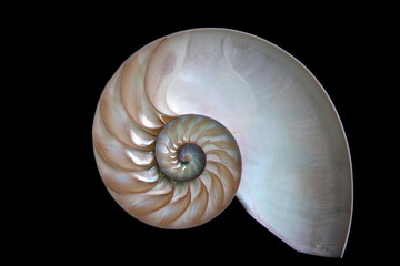 nautilus shell - 402743538