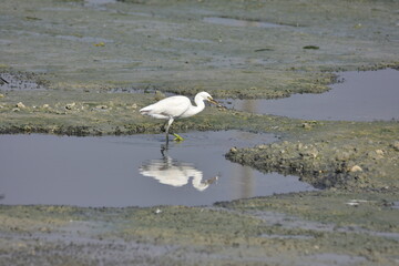 Reef Heron, White Heron