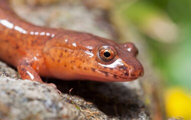 Orange Northern Spring salamander head and eye macro portrait